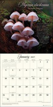 Miraculous Mushroom Wall Calendar 2027 With Fabulous Fungi Facts